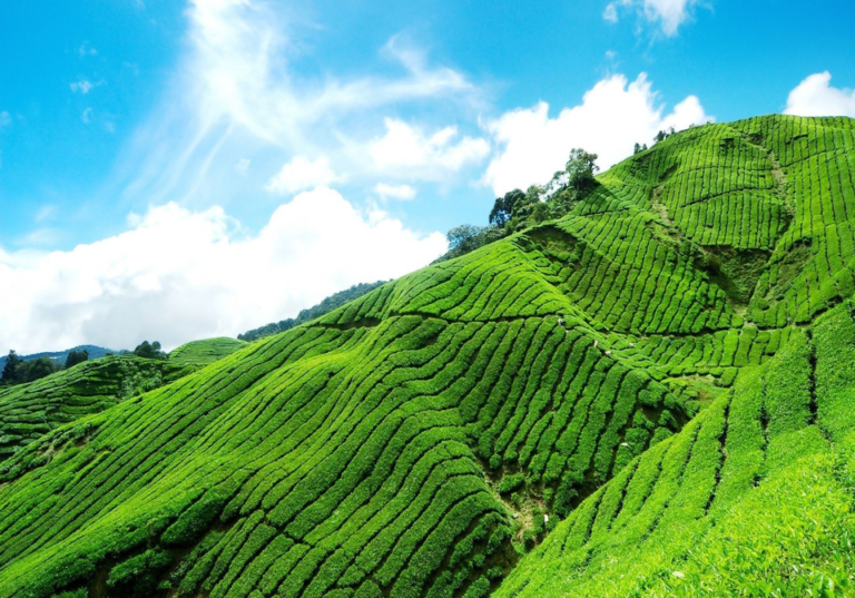 Tea Plantation